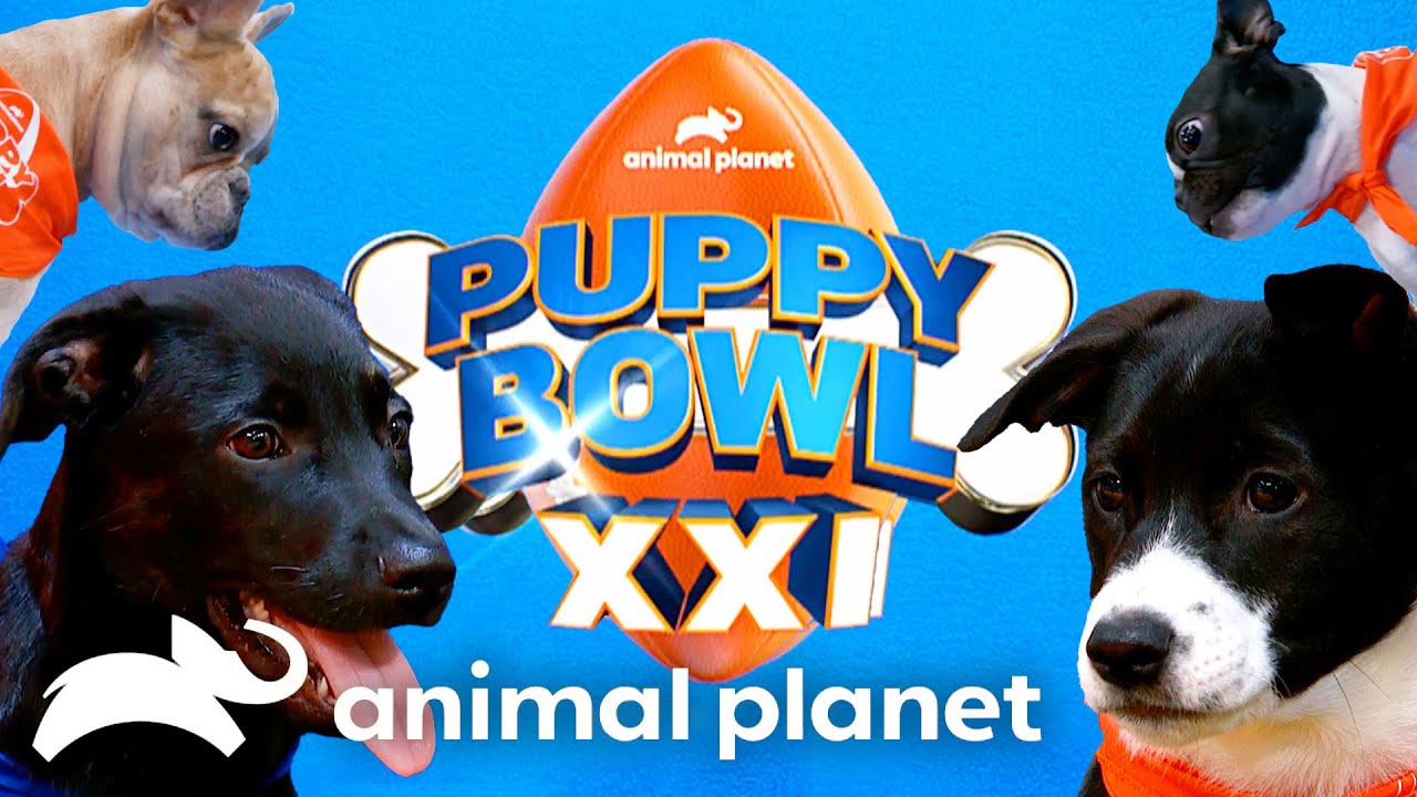 TOP 10 Highlights of Puppy Bowl XXI 2025! | Animal Planet