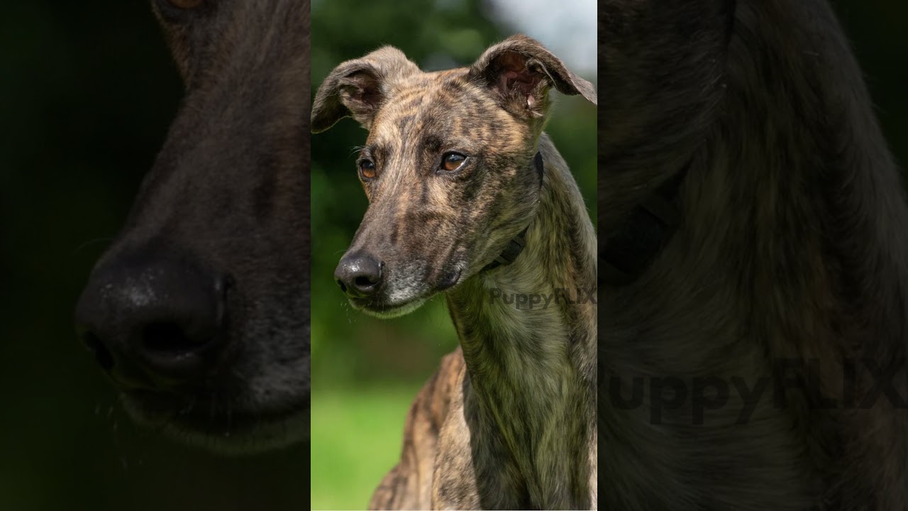 TOP 10 INDIAN DOG BREEDS