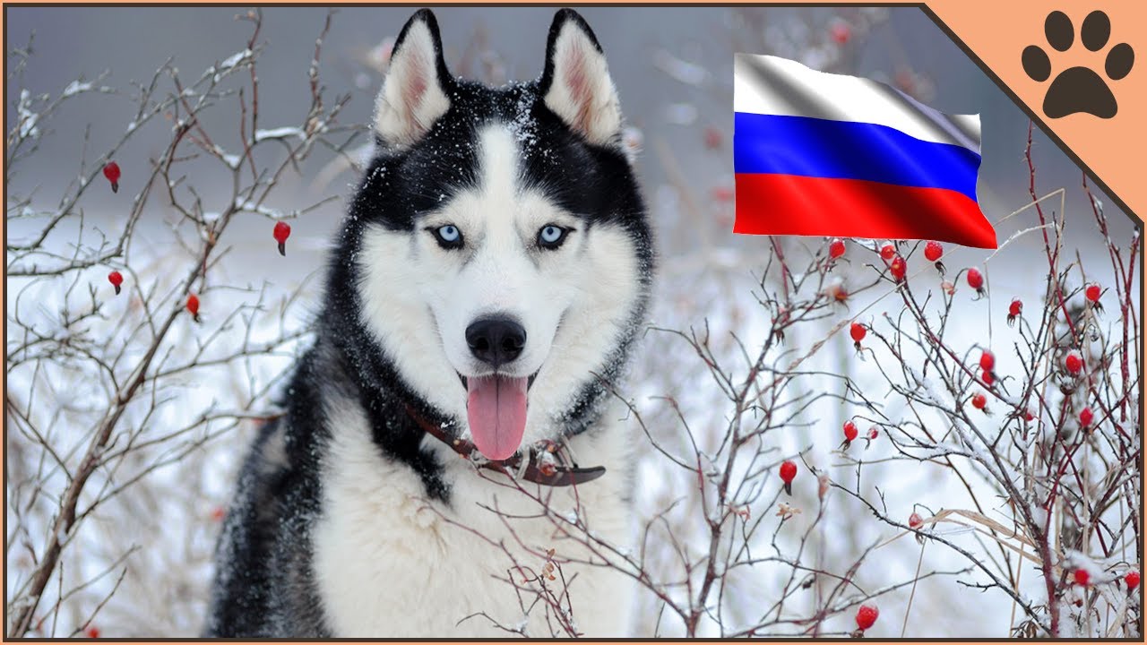 Top 10 Russian Dog Breeds