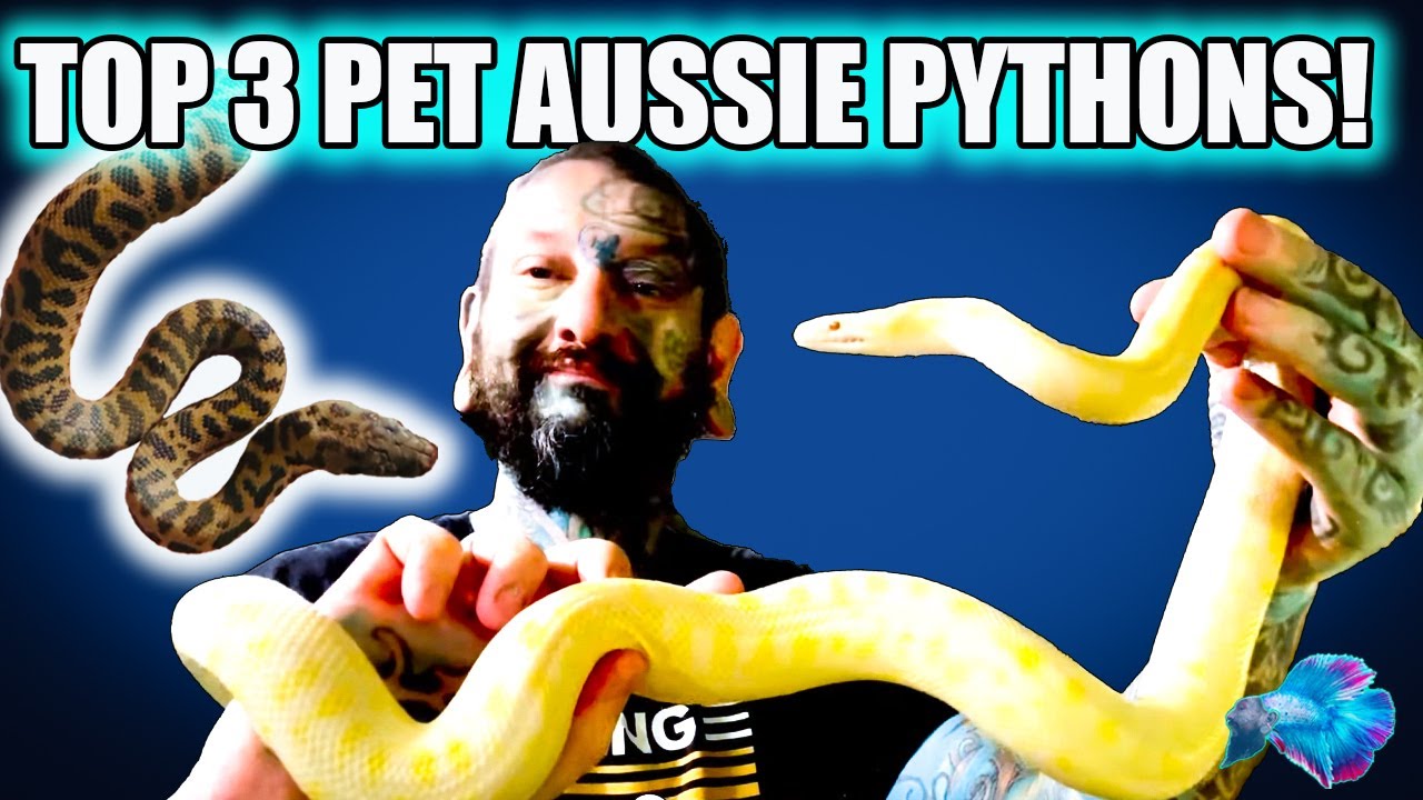 Top 3 Best Australian Beginner Snakes!