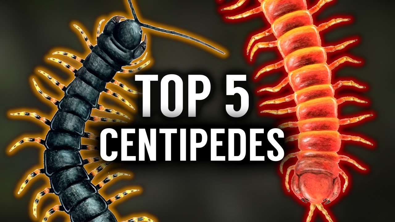 Top 5 BIGGEST Centipedes in the WORLD!