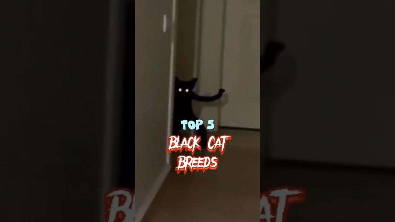Top 5 Black Cat Breeds You’ll Fall in Love With (Number 1 Is Always Black!)#BlackCat #BlackCatBreeds