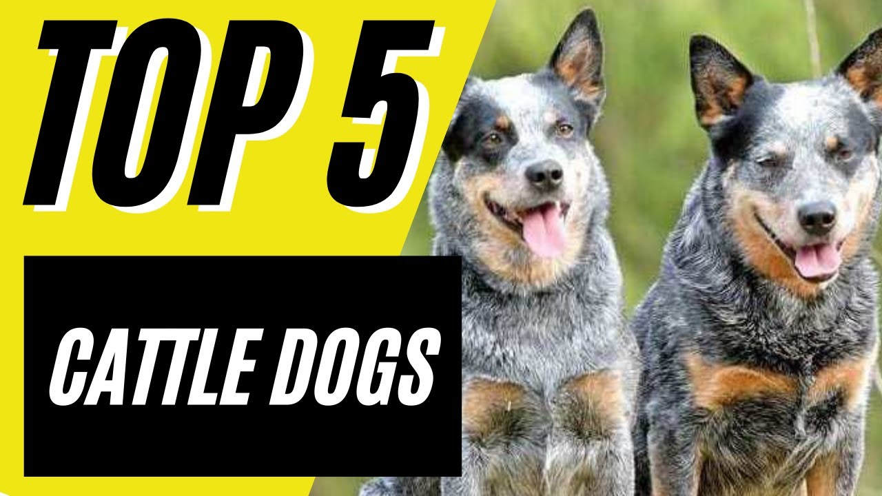 Top 5 Cattle Dogs - Best Cattle Dogs (Blue Heeler, Border Collie)