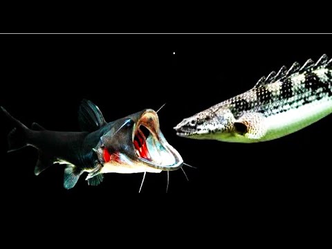 Top 5 Craziest Gulper Catfish AttackGulper Catfish Eating Flowerhorn Fish, Bichir, Koi Fish,Cichlid