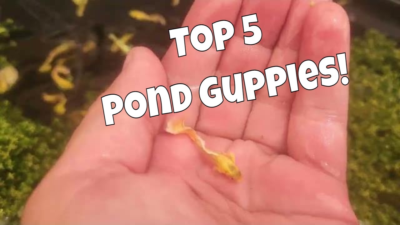 Top 5 Guppies for Ponds
