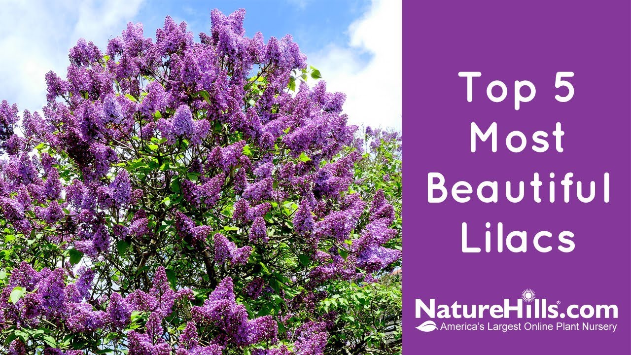Top 5 Most Beautiful Lilacs | NatureHills.com