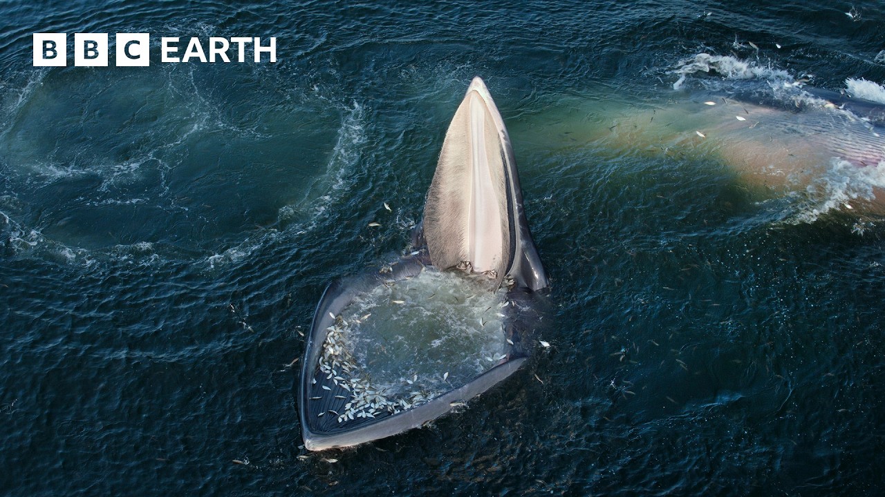 Top 5 Whale Scenes | BBC Earth