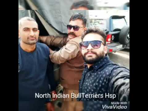 Top bloodline BullTerriers in Punjab