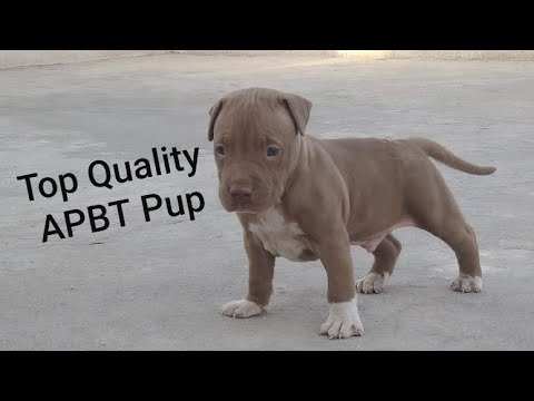 Top Quality Import Bloodline APBT Male puppy & Adult Female for sale  || jsk pets ||