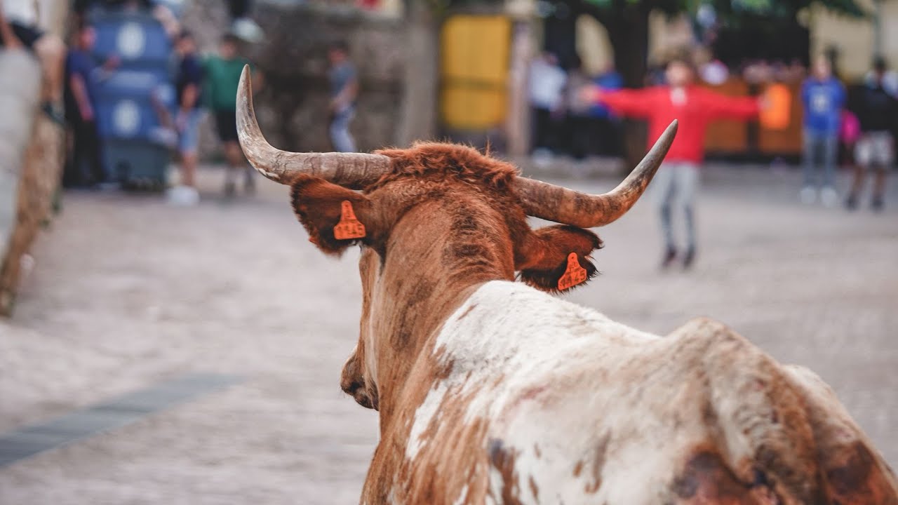 Toros primera tarde Barrio Sant Pere - Toro de calle