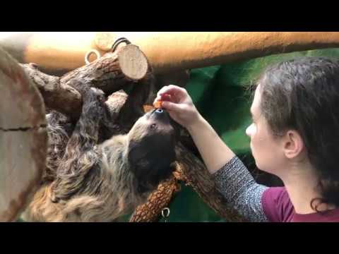 Touch Desensitization training with our Two-Toed Sloth & Jennifer (4K)