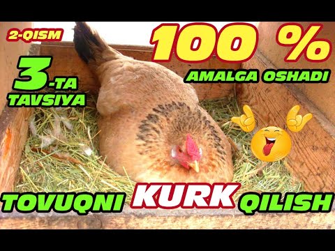 TOVUQNI QANDAY KURK QILISH MUMKIN | Товуқни қандай курк қилиш мумкин