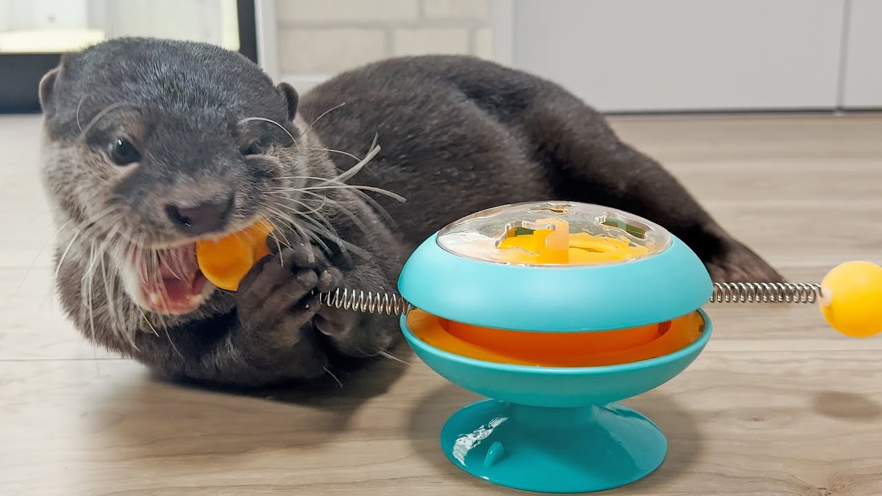 Toys bought from overseas website for otter Bingo&Belle