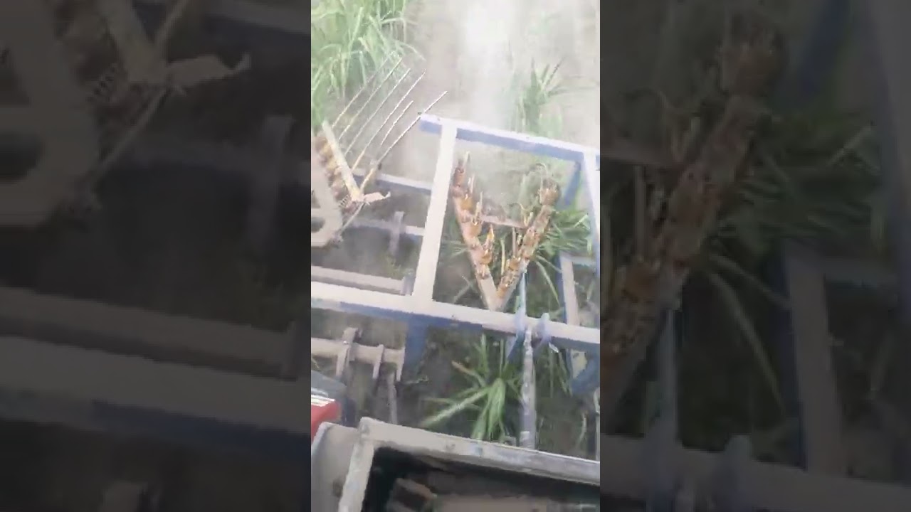 tractor sugar cane cultivation| case 100 jx tractor | jil vlog