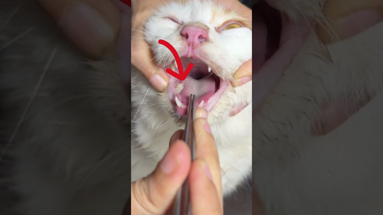 tragedi duri ikan nyangkut gigi kucing #drgeedvm #cat #hewan #catlover #kucinglucu #kucing #pets