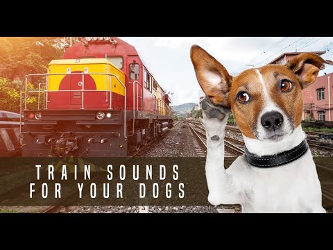 Train Sound Dog Desensitization Sound Noise for Puppy Dog Socialization