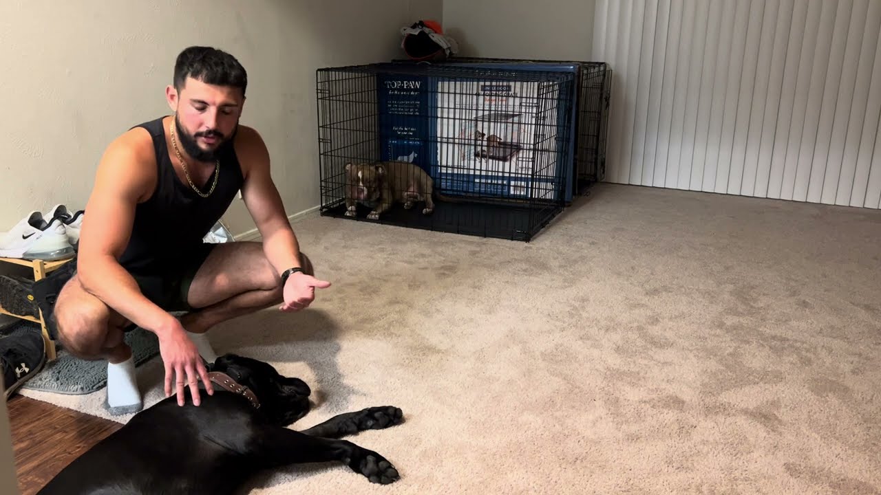 Training a High-Strung Pitbull with Behavioral Issues