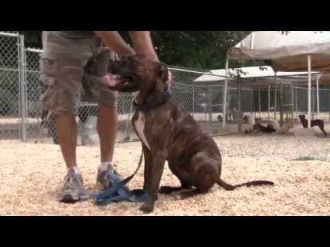 Training and Rehabilitating an Aggressive Pit Bull Rescue