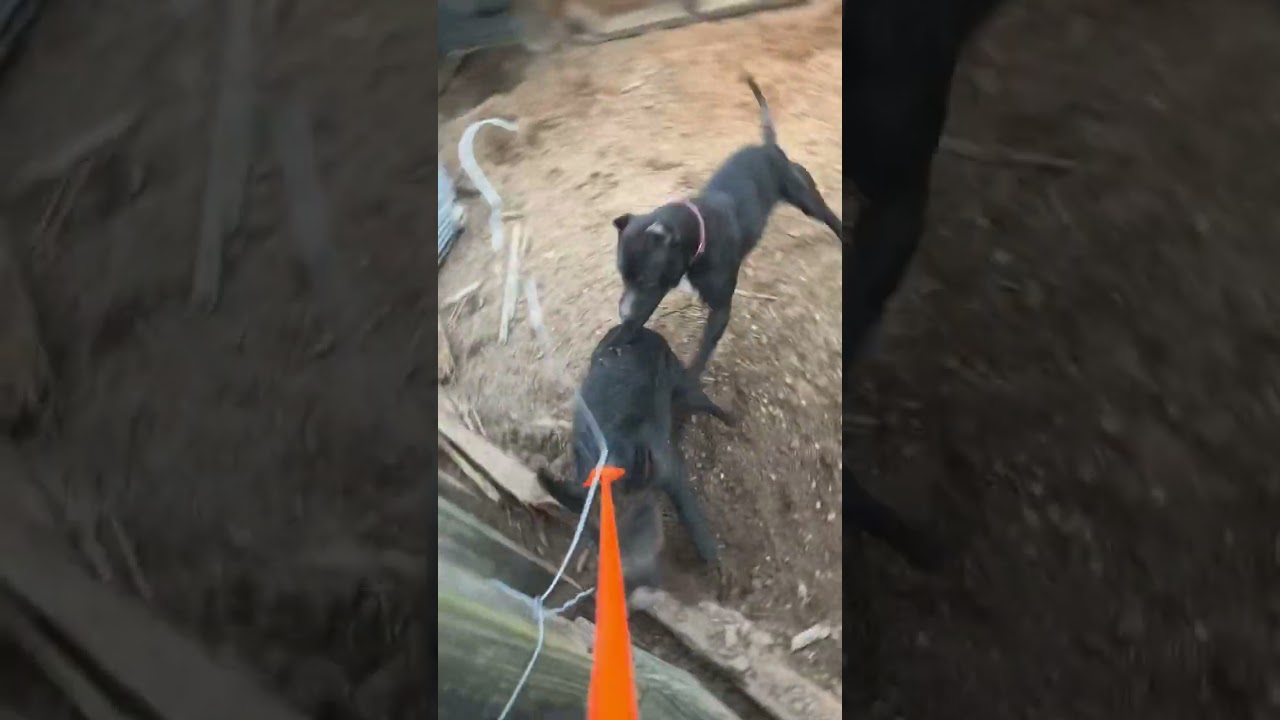 Training Hog Dog Gone Wrong 😂 #explore #nature #viral #like #share #dogs #hunting #pitbull #doggo