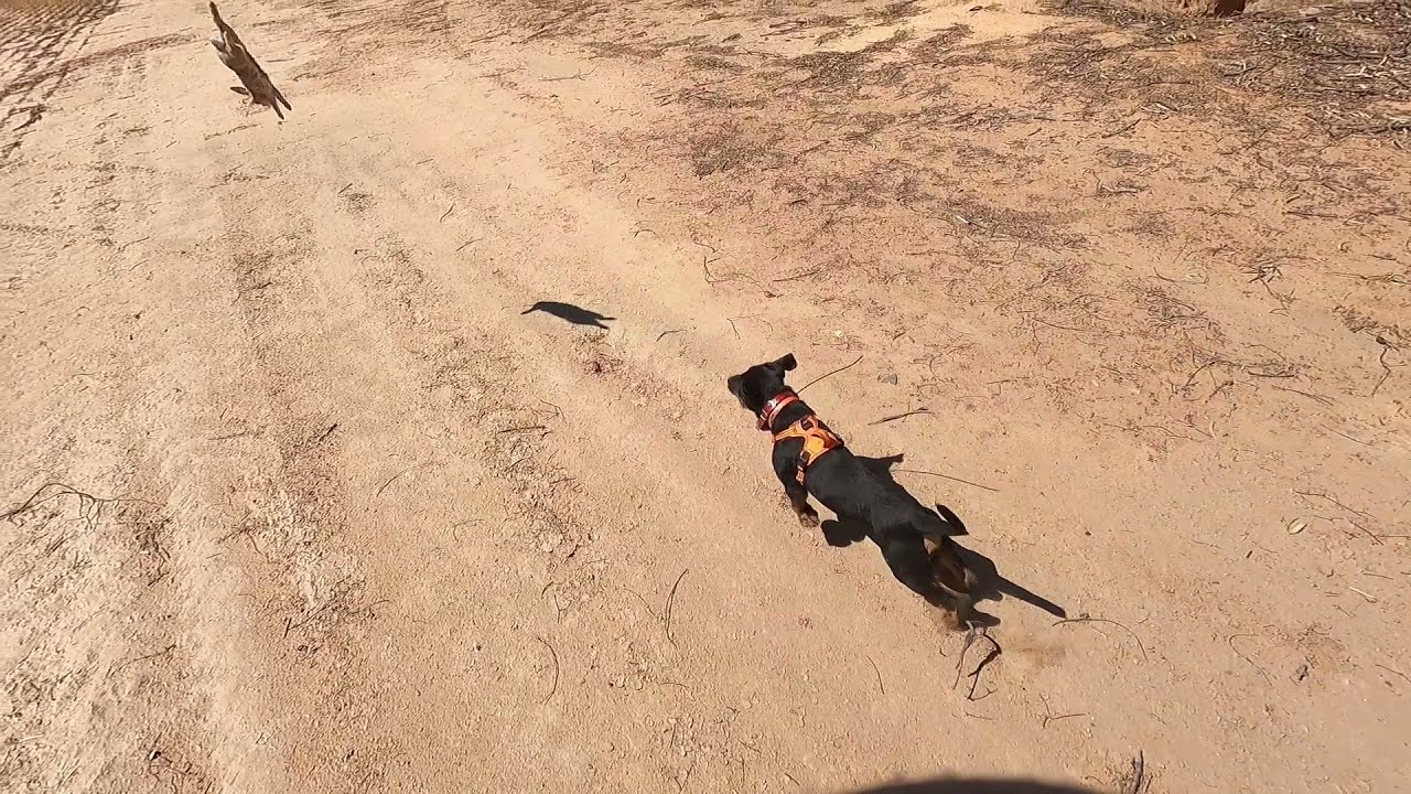 Training my Jagdterrier to retrieve RABBITS