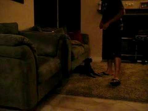 Training Nalah our Patterdale Terrier