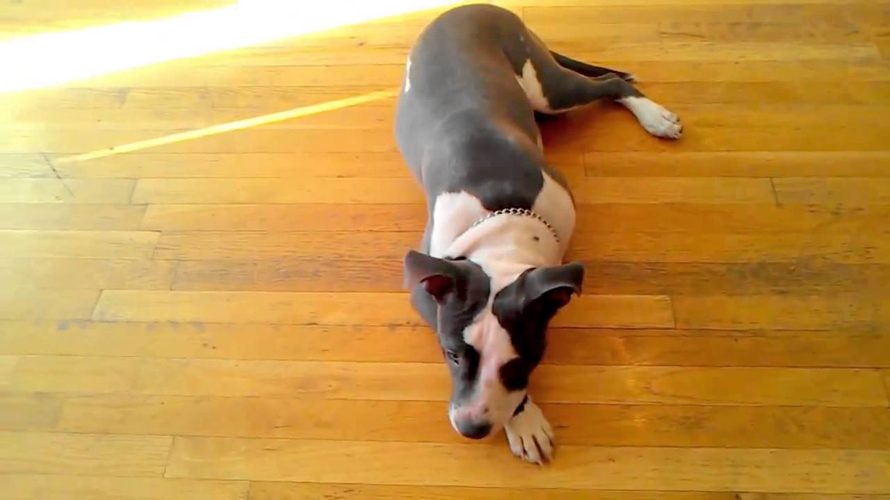 Training Puppy / Dog To Roll Over with Simba APBT