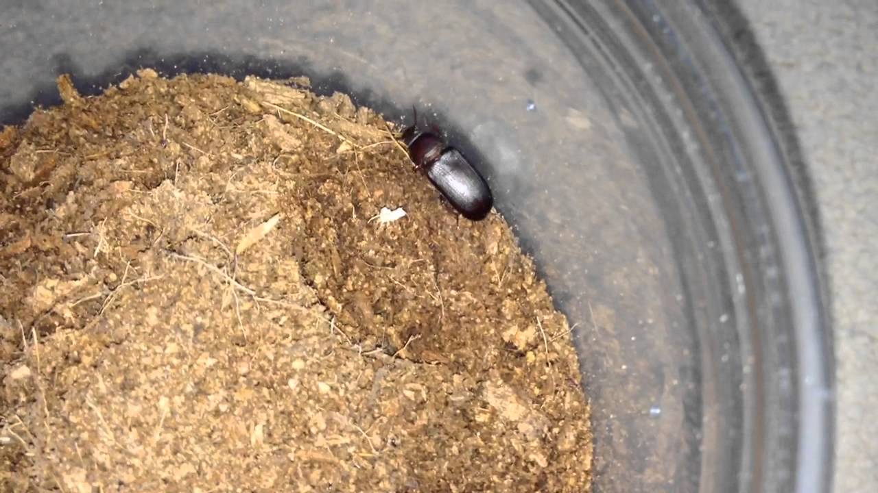 Trapdoor Spider Feeding (Finally uses its trapdoor)