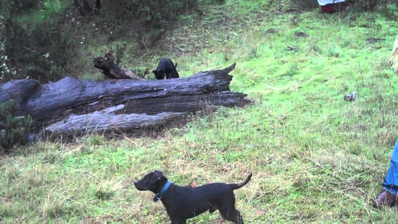 Tree Climbing Fell Terrier