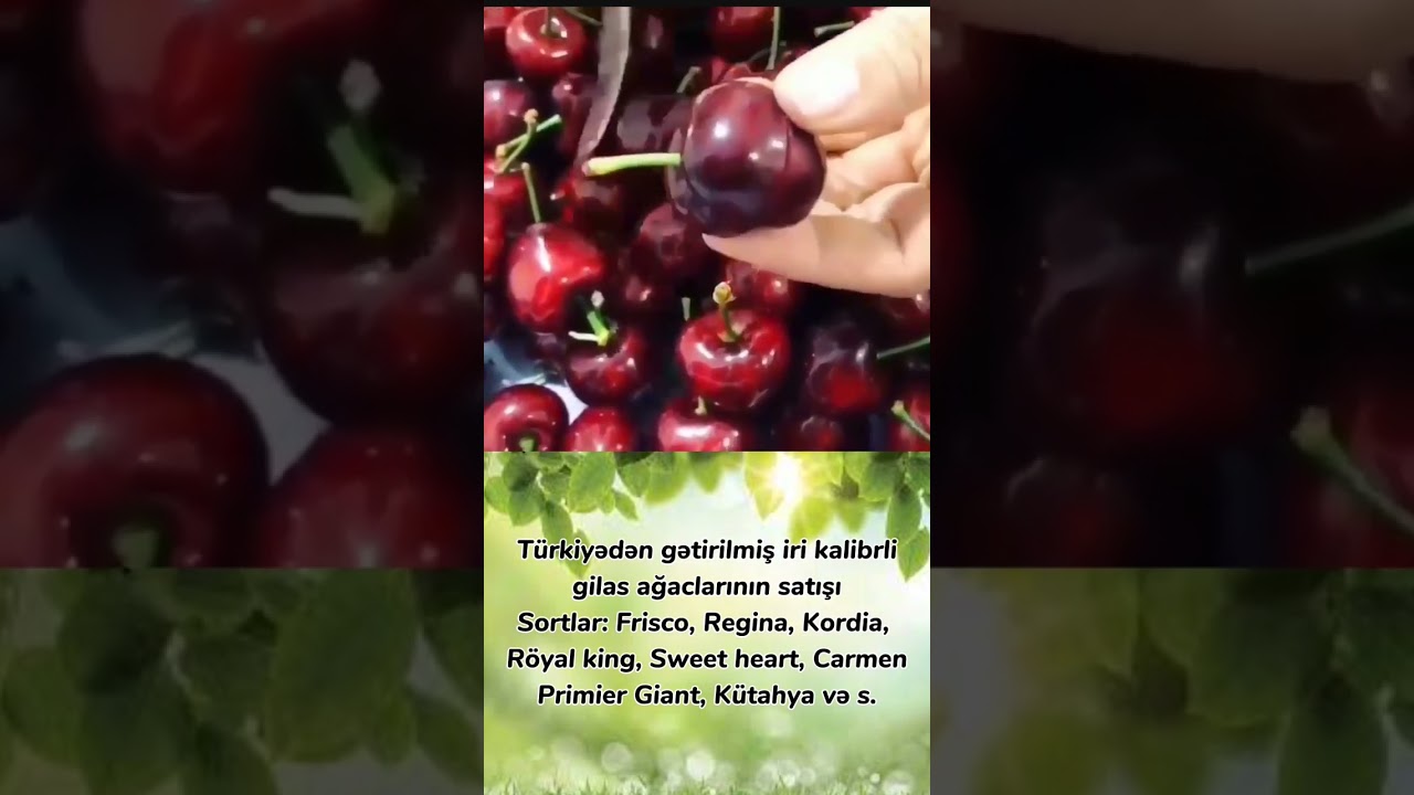 Türkiyədən gətirilmiş gilas ağacları#ağac #bakı #fyp #azərbaycan🇦🇿 #şam #gül #gilasağacı #gilas