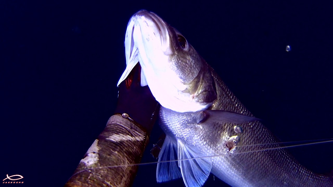 Trofe Levrek - Spearfishing Seabass - Подводная охота на обыкновенного лаврака