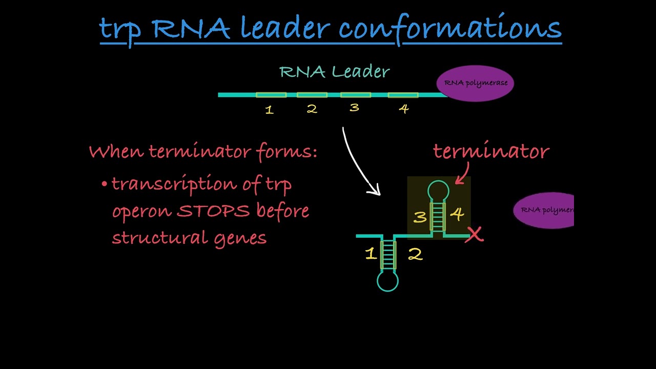 Trp Operon Attenuation Explained