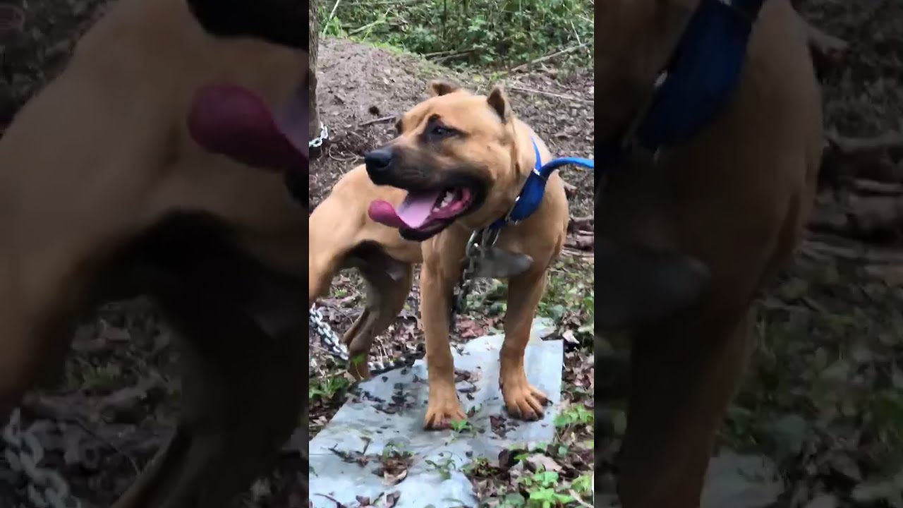 True apbt heavy 75% Eli 25% bolio