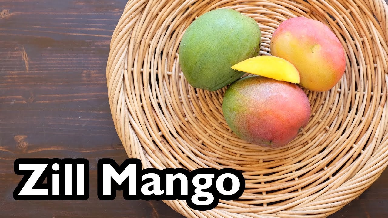 Truly Tropical Mango Varieties- ‘Zill’