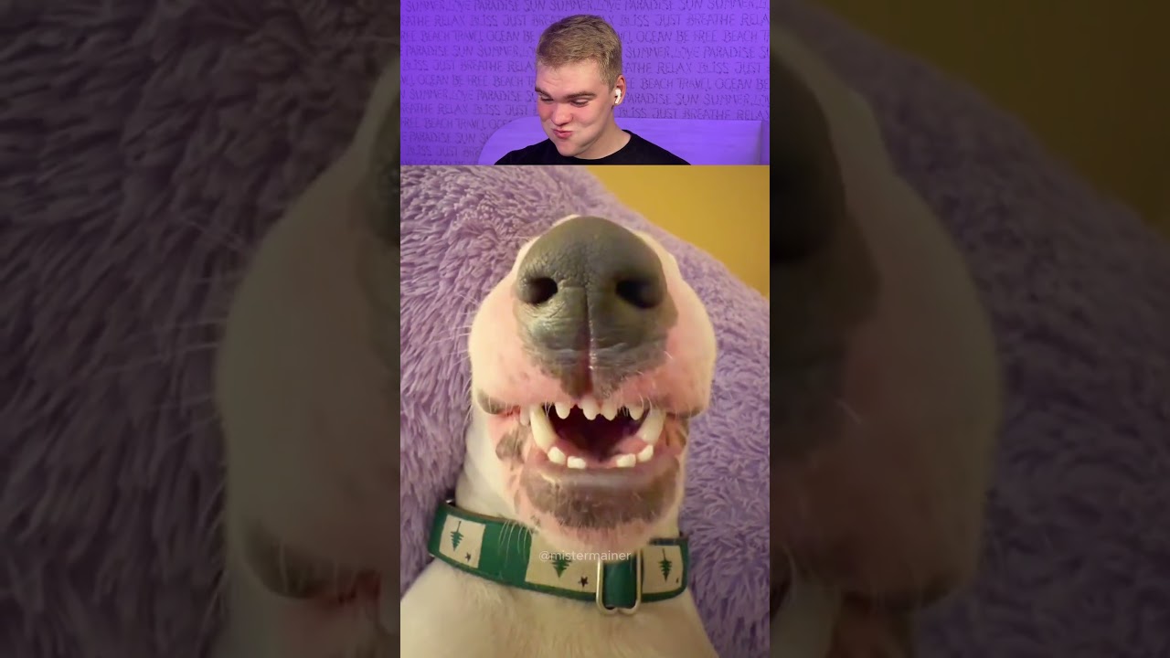 Try Not To Laugh 😂 625 #funny  #viralvideo #shorts