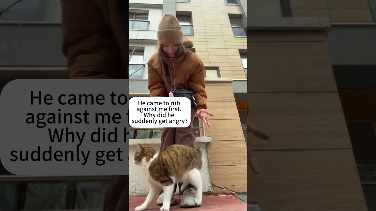 Trying to Understand Cats? Don’t. Just Watch!