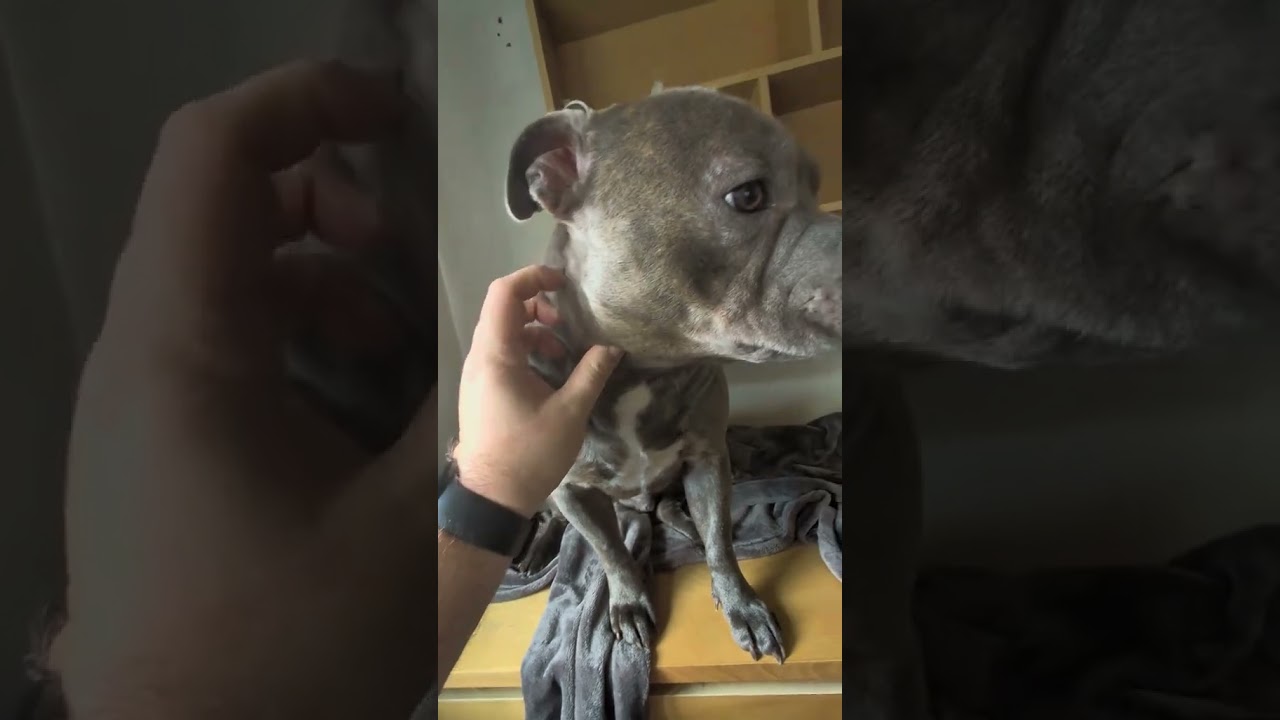 “Trying to Work with a Staffy at Home 😂💙 #HomeOfficeDog #DogShorts #StanleyTheBlueStaffy”