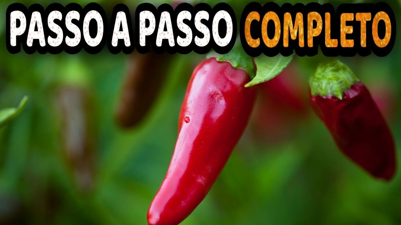 Tudo sobre Pimenta - Como Plantar e Cultivar Pimentas com Sucesso