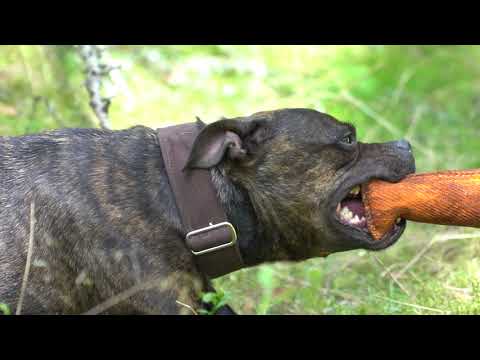 Tug of war Staffordshire Bull Terrier  7 weeks after giving birth,  getting back in shape