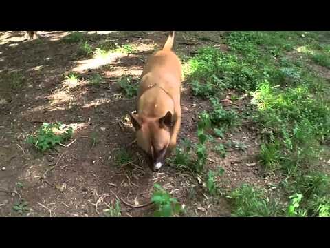 Tugg the Bull Terrier, Episode 3: Attack of the Stick Monsters, part II