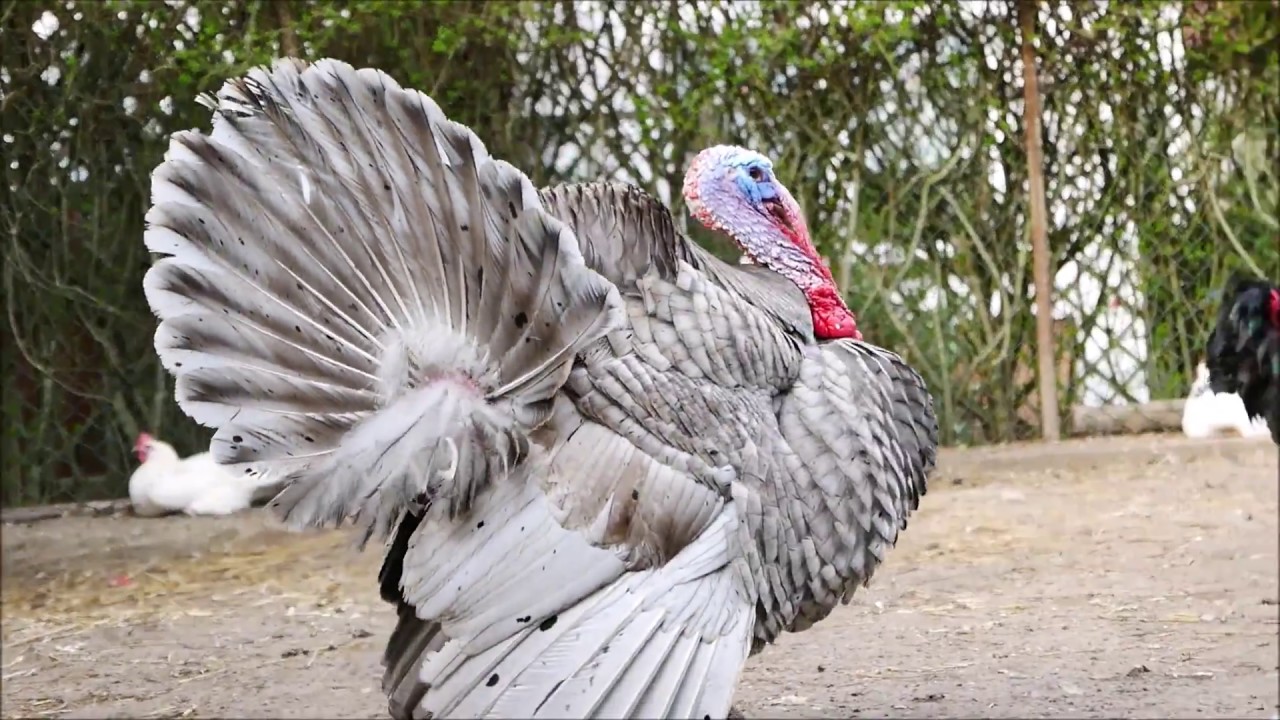 Turkey emperor