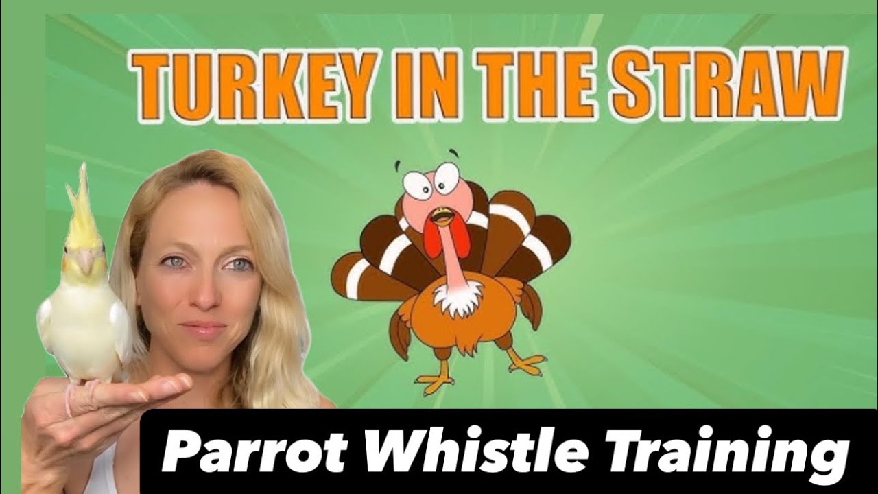 Turkey In The Straw~ Parrot Whistle Training