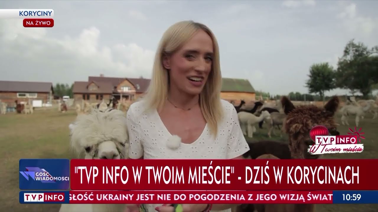 „TVP Info w Twoim mieście”. Dziś Koryciny na cudownym Podlasiu i wizyta na ranczu z alpakami 😍