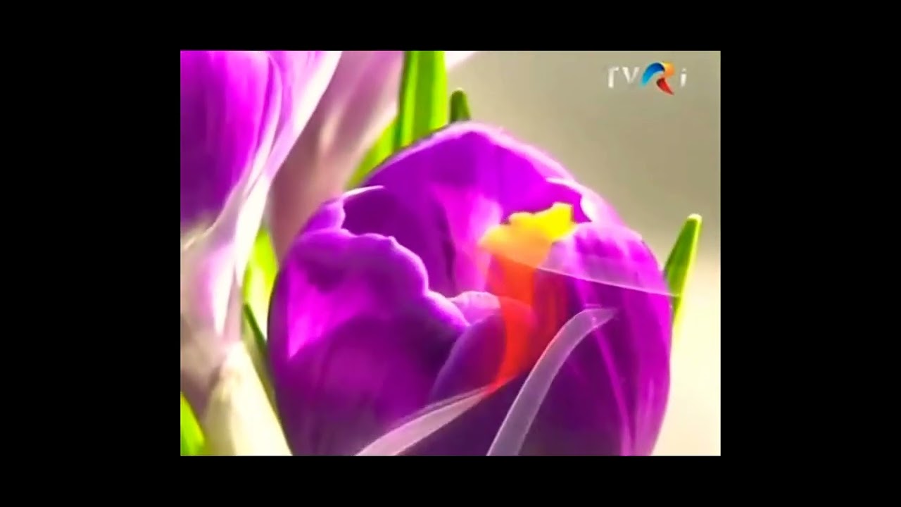 TVR I august ident