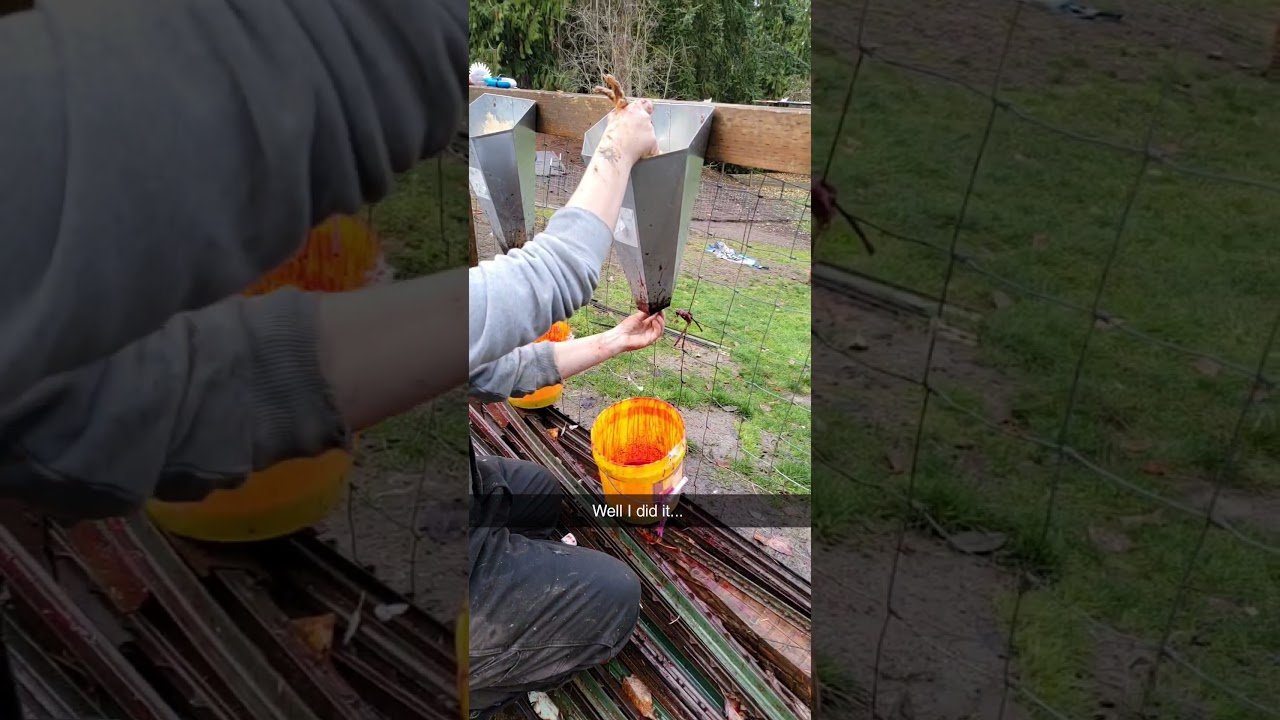 TW killing chicken for meat. No cruelty, fast processing chicken.