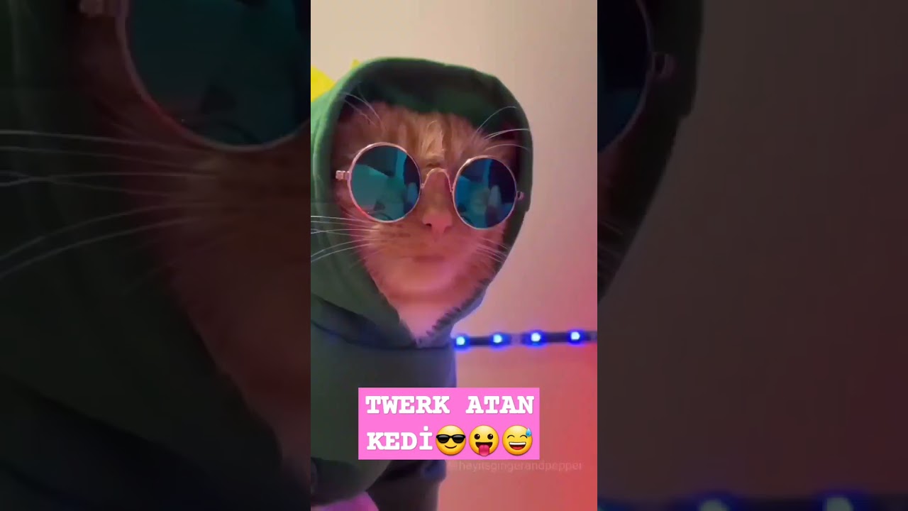 #twerk atan kedi#trending #keşfet