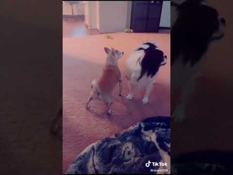 Twerk Atan Köpek 🤣🤣