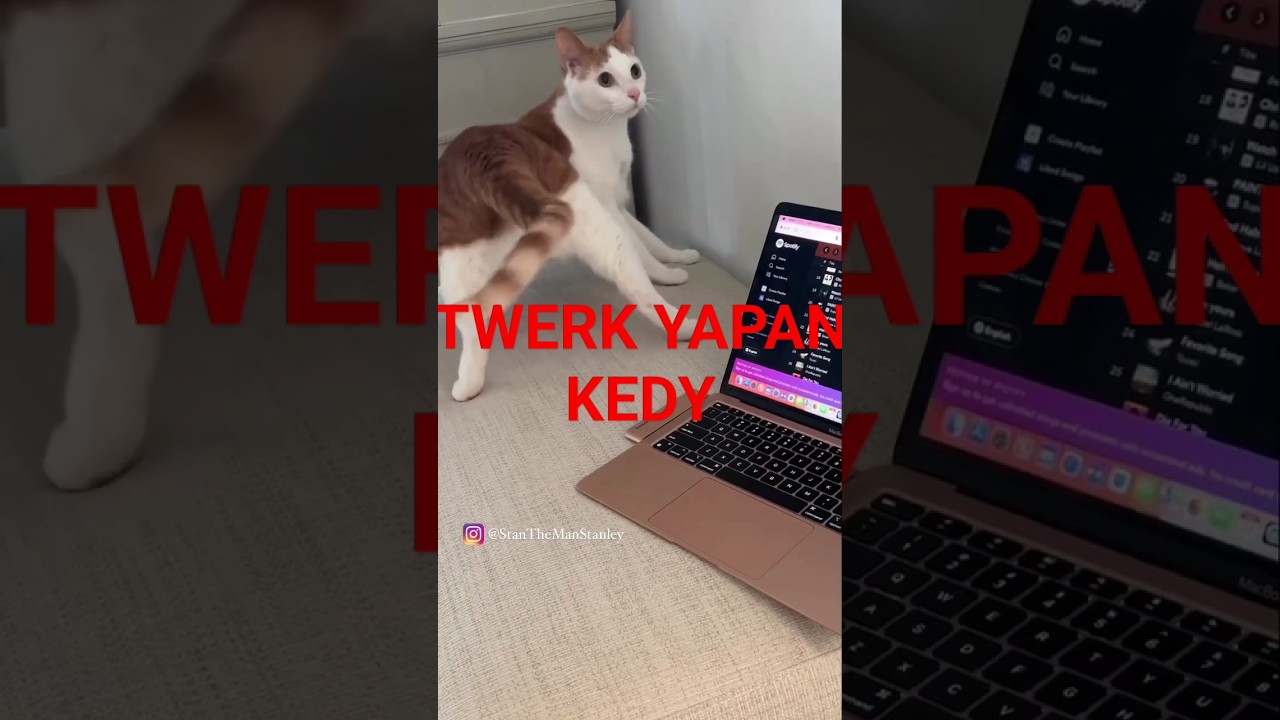 TWERK YAPAN KEDİ 🐱 #viral #cat #motovlog #amojunn #kediler #babyshark #babyshorts #funny