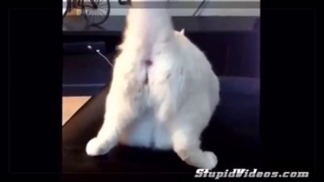 Twerk yapan kedi