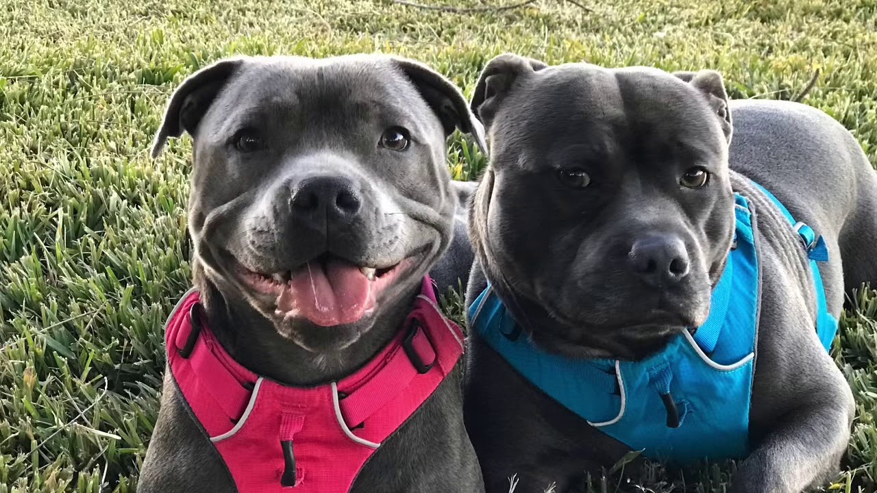 Two crazy Staffordshire bull terriers