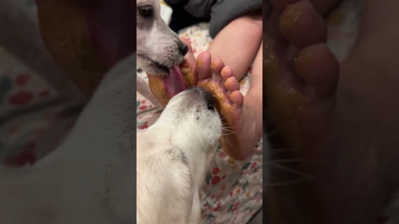Two dogs licking peanut butter feet